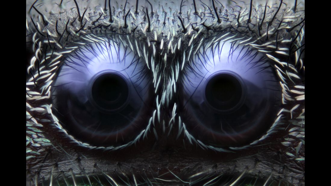<strong>Third place: Noah Fram-Schwartz</strong> <br /><br />Eyes of a jumping spider