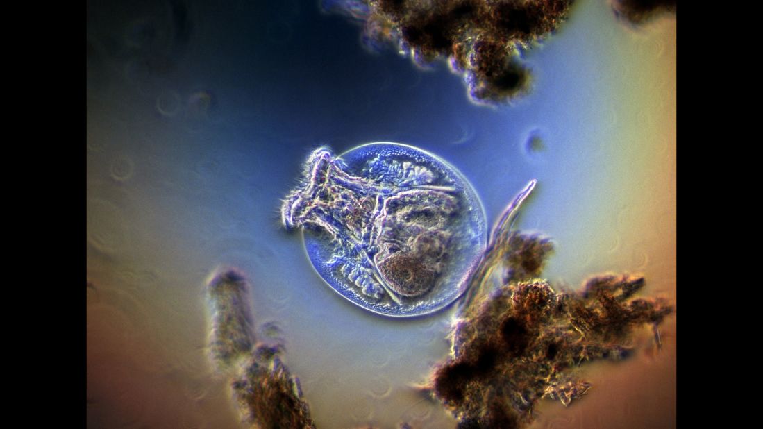 Fresh-water rotifer feeding among debris