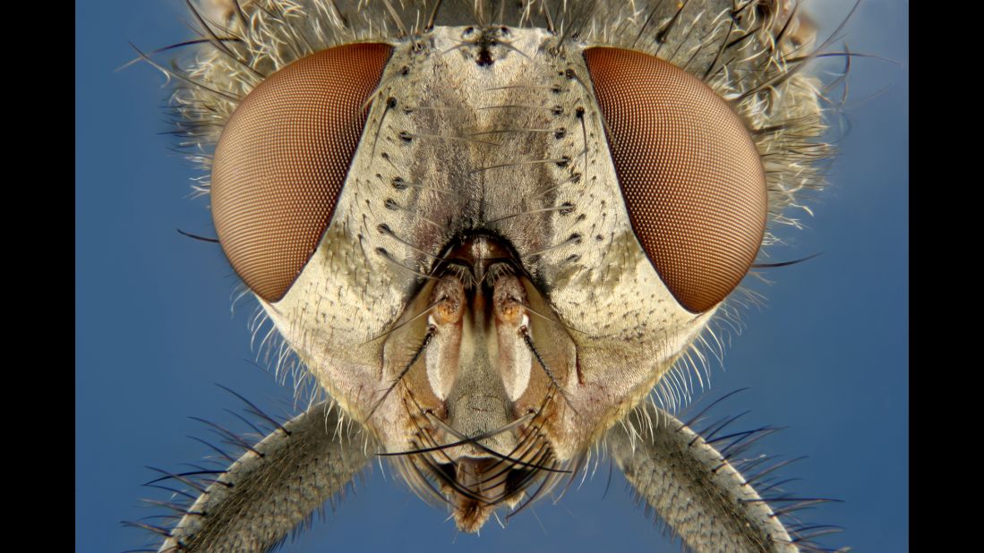 An up-close image of the <a href="http://www.nikoninstruments.com/es_AMS/About-Nikon/News-Room/US-News/Common-Housefly-Soars-to-First-Place-at-Nikon-s-Small-World" target="_blank" target="_blank">common housefly</a> took top honors in 2005. The same year, Nikon added a new award category of "Images of Distinction" to recognize some of the more notable entrants.