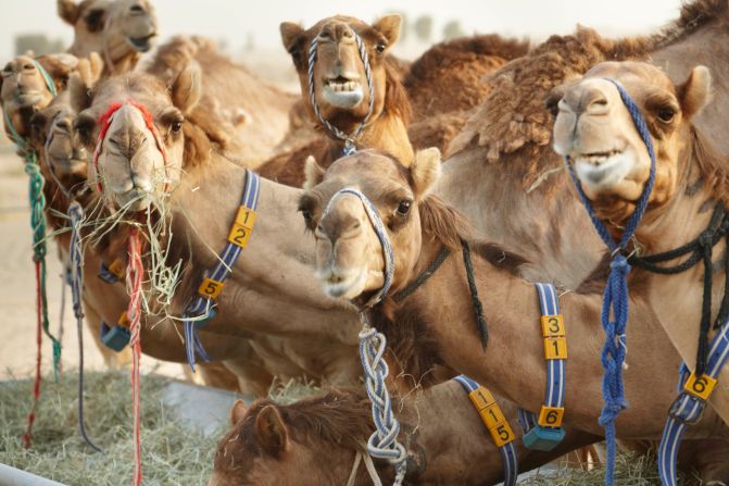 The last few years has seen a steady increase in camel products, particularly in the UAE. Shops and cafes now sell all manner of camel products, from camel chocolate and cheese, to handbags made from camel leather. 