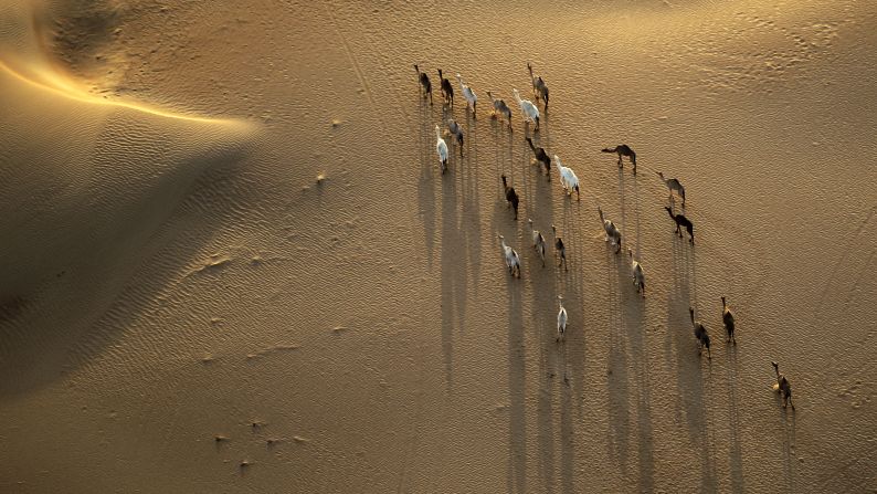 An aerial view from a hot-air balloon shows camels walking in Margham, United Arab Emirates, on Tuesday, October 21.