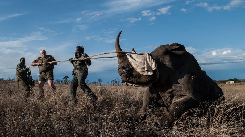 Marius Kruger, second from left, and workers from Kruger National Park hold a rhino's head up as they attempt to move it Friday, October 17, in South Africa. The park moved several rhinos away from a high-risk poaching area and into a safer area.