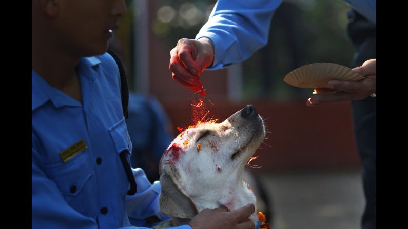 A policeman showers vermilion powder and flower petals on a police dog during Tihar festival celebrations in Kathmandu, Nepal, on Wednesday, October 22. During the festival, dogs are worshipped to acknowledge their role in providing security.