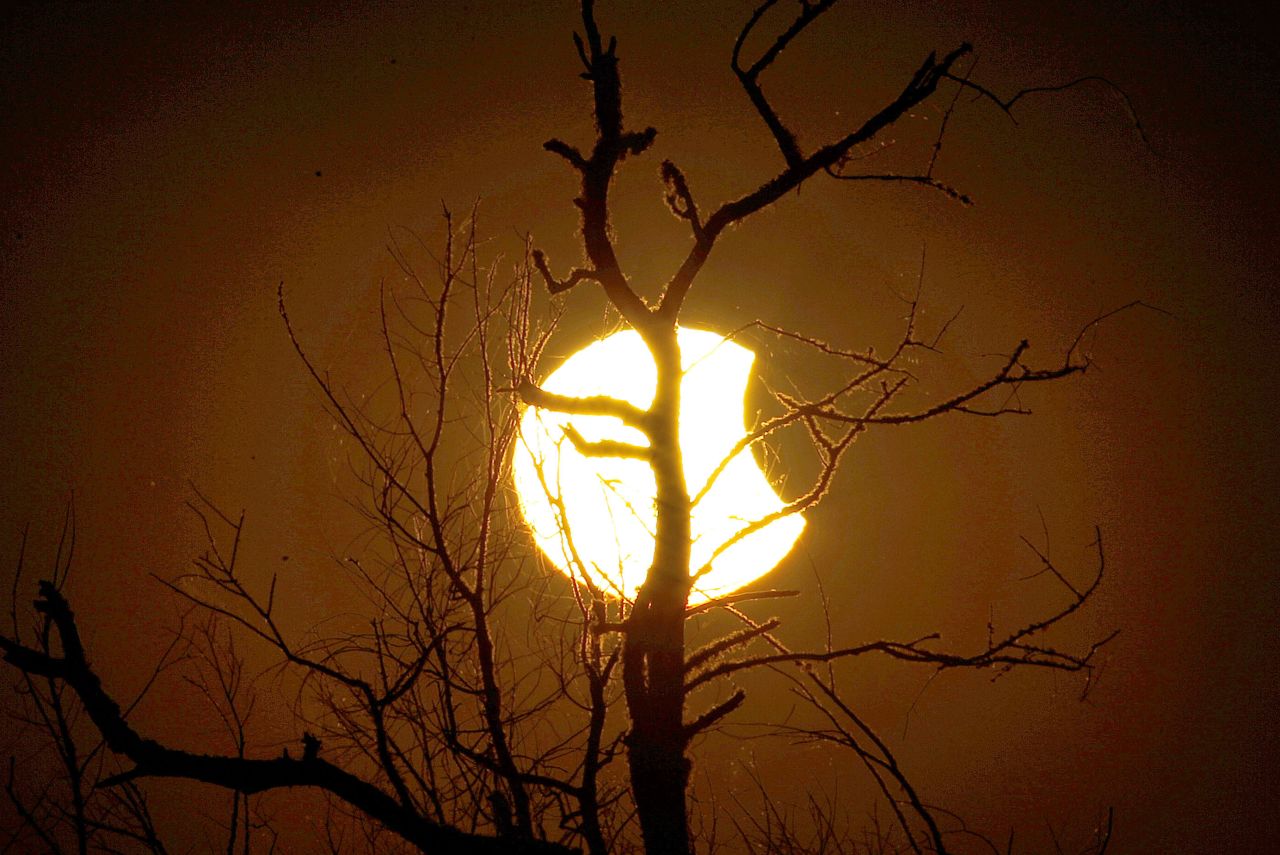 Tree branches are silhouetted against the sun during the partial eclipse as seen from Paynes Prairie in Gainesville.