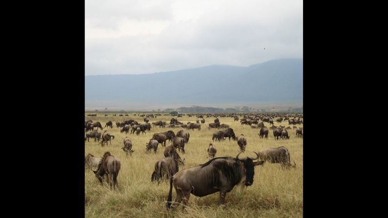 Back in 2007, <a href="index.php?page=&url=http%3A%2F%2Finstagram.com%2Fp%2FuVvrj9iIdU%2F" target="_blank" target="_blank">Thomas Yu</a> spotted this herd of wildebeest at Serengeti National Park in Tanzania. In May or June, the wildebeests typically migrate north to search for greener pastures. Up to <a href="index.php?page=&url=http%3A%2F%2Fanimals.nationalgeographic.com%2Fanimals%2Fmammals%2Fwildebeest%2F" target="_blank" target="_blank">1.5 million wildebeests</a> are involved in the great migration.