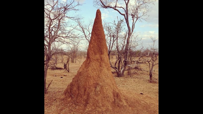 This is not dirt. This is a termite mound in the Selous Game Reserve in Tanzania. <a href="index.php?page=&url=http%3A%2F%2Finstagram.com%2Fp%2FeZOFTJP1mA%2F" target="_blank" target="_blank">Morlaye Kamara</a> felt a strong connection to our planet during his trip to the African country. "You realize how important it is for humanity to preserve and care for  it. It's a symbiotic relationship and we depend on each other," he said.
