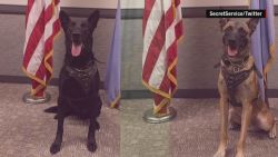 orig Dogs of the Secret Service npr_00000422.jpg