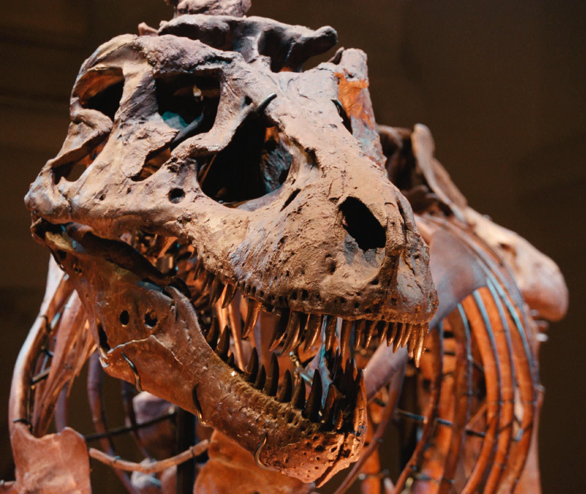 Om Nom Nom: T. Rex Was, Indeed, A Voracious Hunter : NPR
