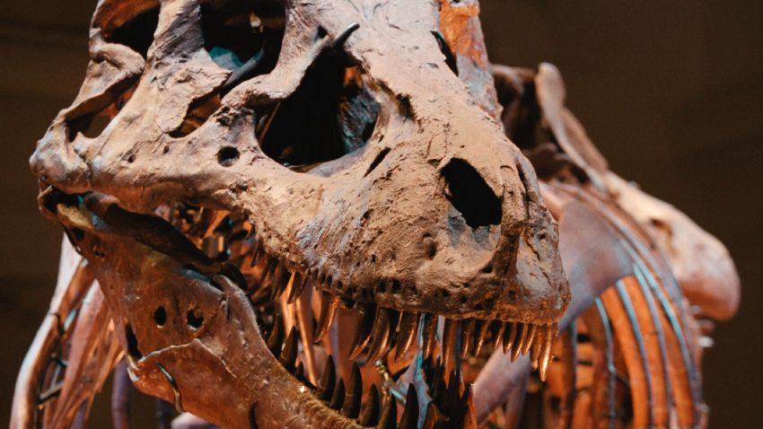 Sue, the largest and most complete Tyrannosaurus rex ever found, is shown on display May 17, 2000 at the Field Museum in Chicago