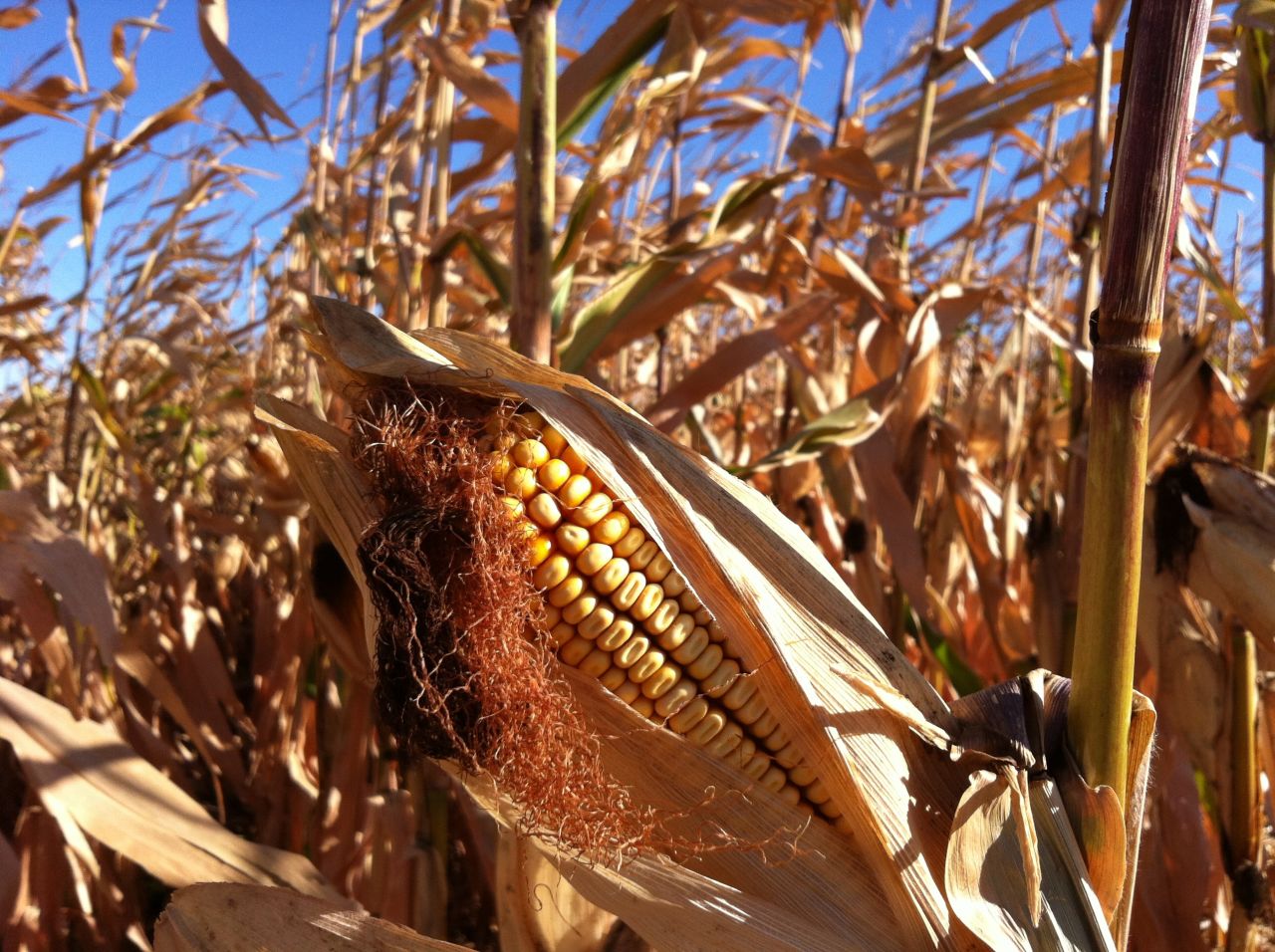 It was a cold morning when <a href="http://ireport.cnn.com/docs/DOC-845872">Jannet Walsh</a> remembers seeing Murdock, Minnesota, farmers starting to harvest their crops in September 2012.