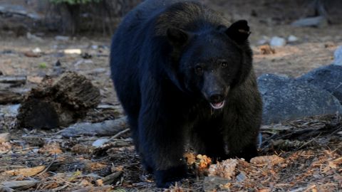 Bear attacks are rare, but black bears are fast. Really fast. 