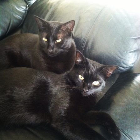 "Superstitions never gave me pause, so silly in my opinion," says Laura DiMestico of her two black cats, <a href="http://ireport.cnn.com/docs/DOC-1181718">Bagheera and Vader</a>. "They are truly the most playful and snuggly, loving cats I have ever had."