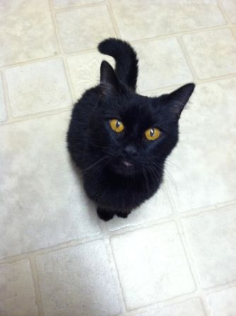 <a href="http://ireport.cnn.com/docs/DOC-1181540">Daisy</a> came into Cynthia Needham's life two Halloweens ago, when she took up residence in a friend's bushes. Needham, who's had black cats before, says "they are beautiful to me, like tiny black panthers."
