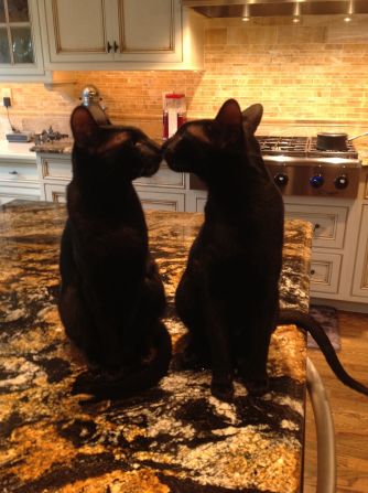 "I used to think that black cats were bad luck if they walked across your path," says Elaine Lombardo. But when her husband showed her photos of black Savannah breed cats -- which have very subtle spots -- "it changed my ideas about black cats totally!" They now have this pair, <a href="http://ireport.cnn.com/docs/DOC-1181852">Dutchy and Gotham</a>. 