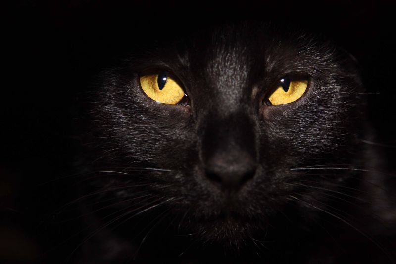 To be a black cat on Halloween | CNN