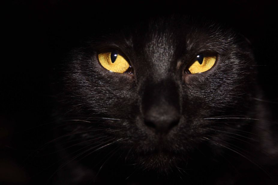 To Be A Black Cat On Halloween | Cnn