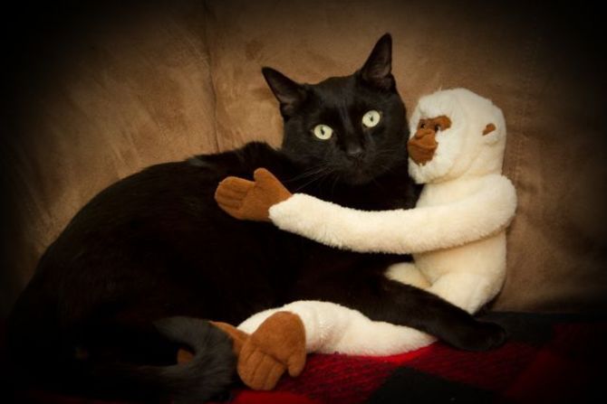 Shauna Cornwell's black cat <a href="http://ireport.cnn.com/docs/DOC-1181954">Mac</a> "loves cuddles, whether it be with our other cat Charlie, people or, in this picture, a stuffed monkey."