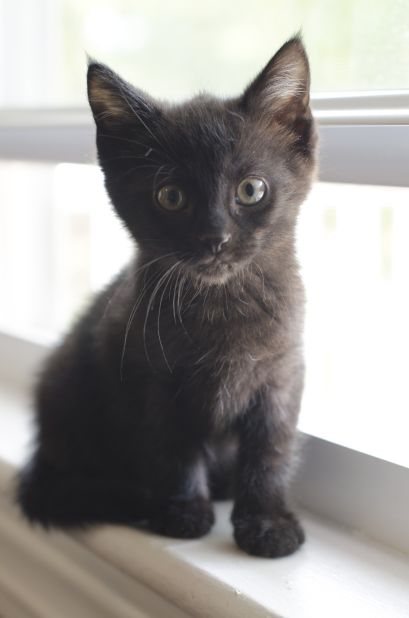 <a href="http://ireport.cnn.com/docs/DOC-1181858">Pepper</a> came to live with Caroline Natale's family after Natale's 7-year-old daughter specifically requested a black cat. <br /><br />"Shoot them in as bright a setting as possible," Natale recommends, "or you will just see a black blob and eyes."