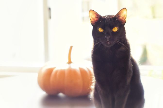 <a href="http://ireport.cnn.com/docs/DOC-1182012">Salem</a> is "the quintessential black cat," with fur "softer than silk" and "unbelievably expressive" yellow eyes, says Brandon Blatter. He suggests experimenting with exposure when photographing a black pet. "By overexposing the photo, more detail is brought out of their black fur," he says.