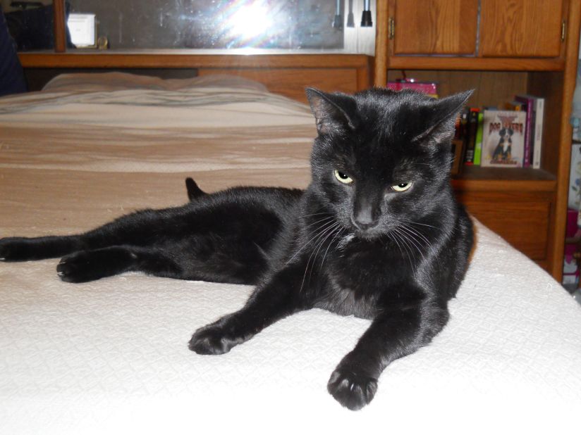 Adopt a Black Cat, Black Cat Holistic Rescue