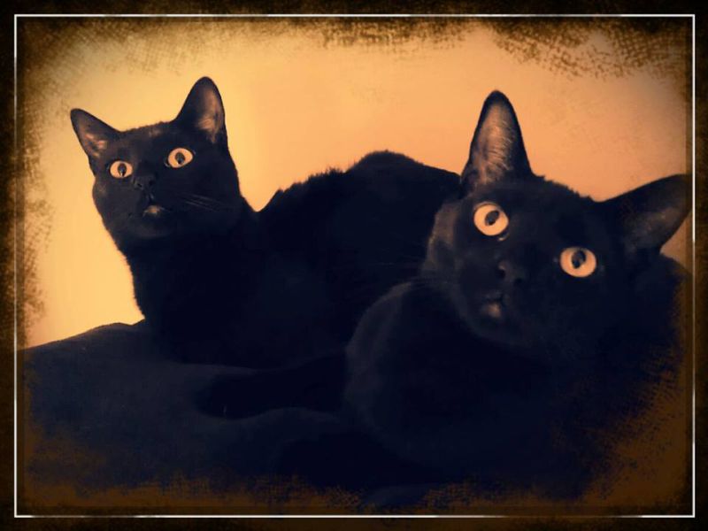 2 black hot sale cats