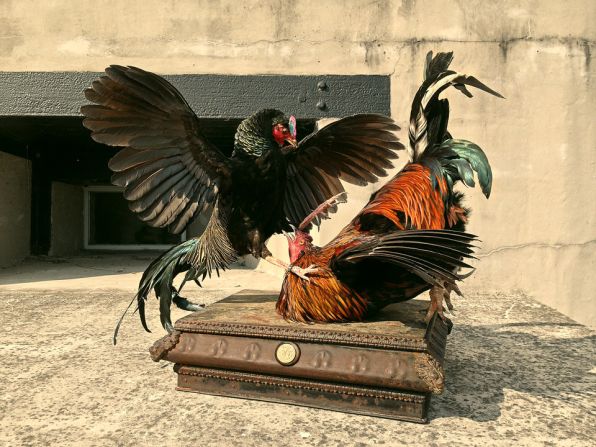 The Dutch duo has quickly gained a reputation for taxidermy of the finest quality, and they exhibit their work all over the world.