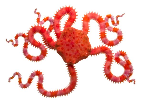 Brittle stars, like this Ophiomyxa australis move by designating one of their five arms as the front and "rowing" with the other four to propel itself forward.