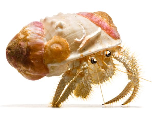 This crab's shell is also home to anemones, tubeworms, and barnacles. 