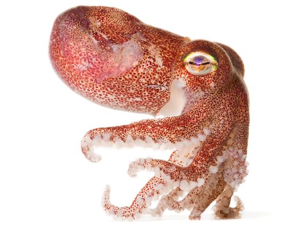 Rossia pacifica is not a true squid. It buries itself in the sandy ocean bottom during the day and crawls out at night.