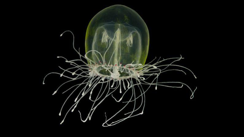 Unlike most jellyfish, Polyorchis penicillatus spends most of its time on the ocean bottom during the day. It perches on its tentacles and feeds on animals crawling on the sand.