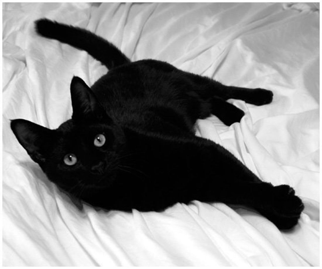 Черные кошки знаменитостей