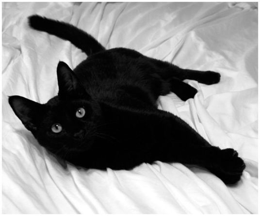 "Sweet but naughty" <a href="http://ireport.cnn.com/docs/DOC-1181763">Jack</a> came to live with Laurie Sheriff 10 years ago. She specifically sought a black cat because "we knew it is harder for black cats to find a home."