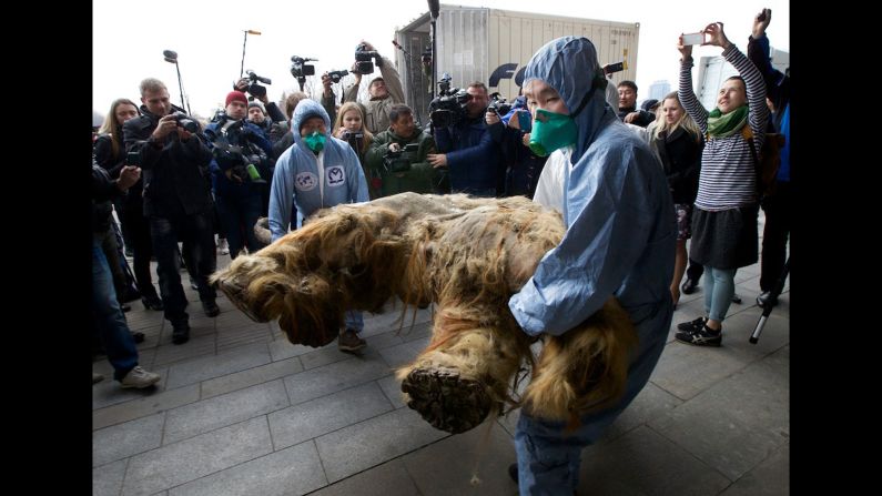 Staff members with the Russian Geographical Society carry the body of a preserved baby mammoth before putting it on display Tuesday, October 28, in Moscow. The 39,000-year-old baby mammoth is named Yuka for the Yukagir coastline where she was found. Yuka was found four years ago in the Siberian permafrost, and scientists call her the best-preserved mammoth in the history of paleontology.