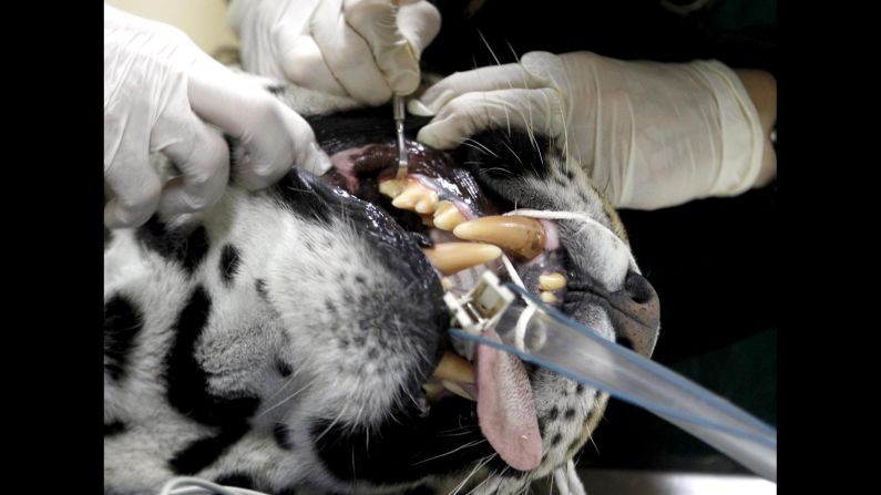 Veterinarians clean the teeth of Tango, an 11-year-old male jaguar, as he undergoes a full medical examination at the Buenos Aires Zoo on Monday, October 27. 