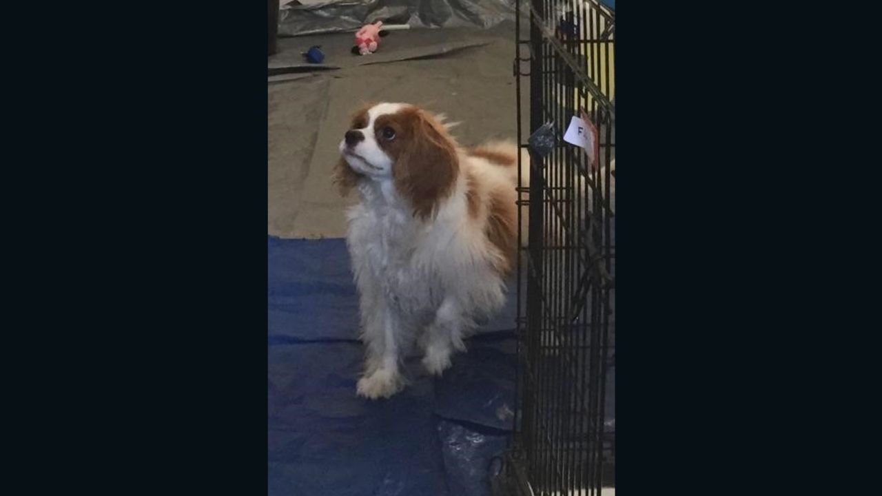 Bentley, the dog of nurse Nina Pham, has been cleared of Ebola. 