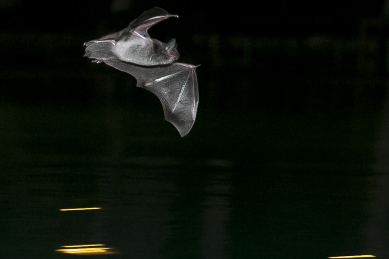 <a href="http://ireport.cnn.com/docs/DOC-1130449">Jim Heston </a>takes nightly swims at a pool near Cambodia's Mekong River but he's rarely swimming alone. During the hot and dry months of March to May, the insects and bats know to head to the pool. Heston says he doesn't mind the company. "Swimmers will do their laps while the bats feed," he said.