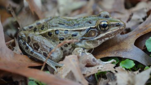 The Atlantic Coast leopard frog lives in the marshes of Staten Island, at the edge of New York Harbor.