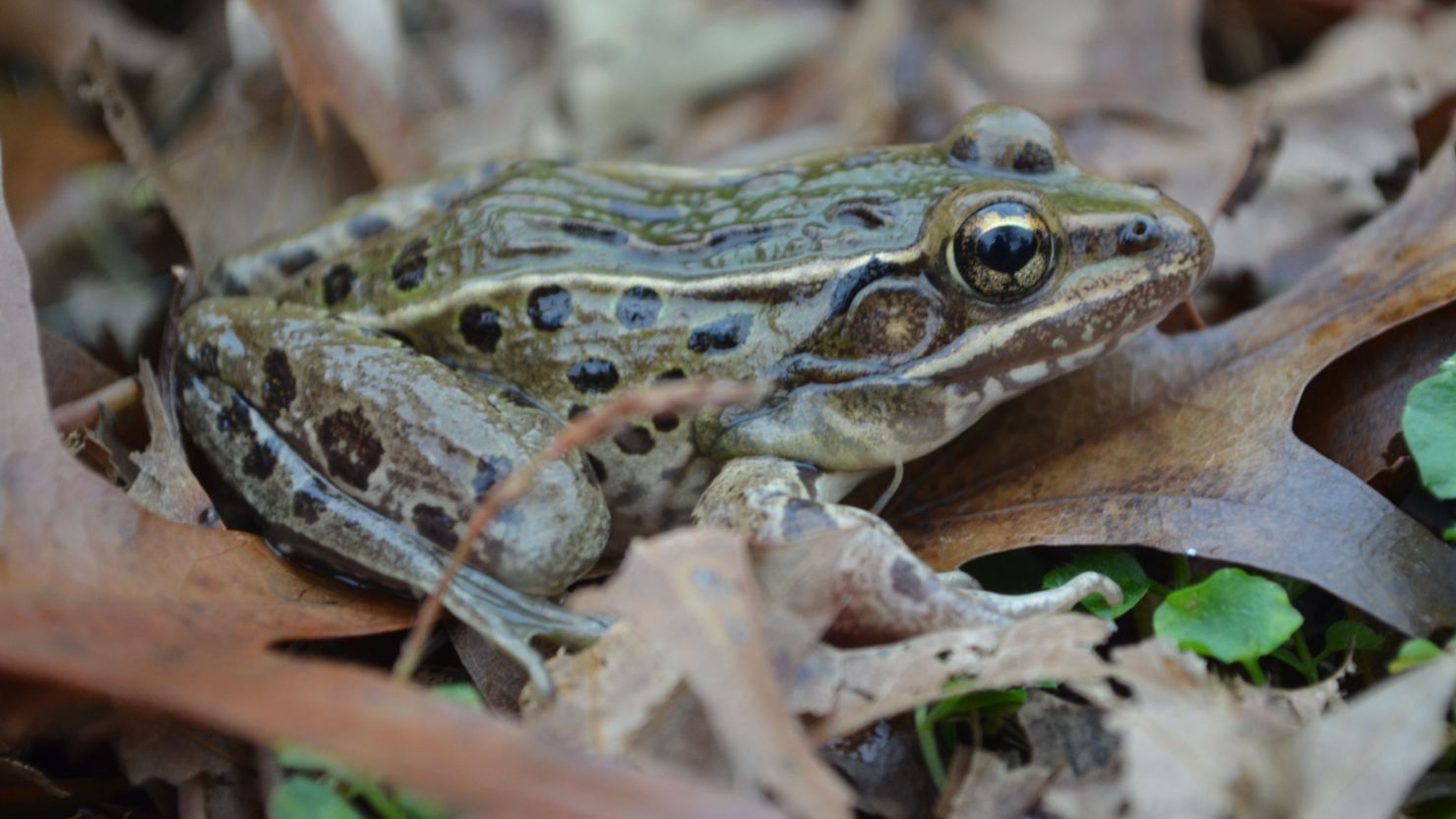 The Atlantic Coast leopard frog lives in the marshes of Staten Island, at the edge of New York Harbor.