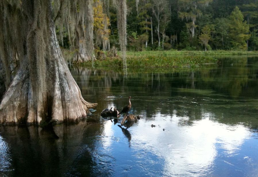 The state park here offers one-hour boat rides down the Wakulla River that are well worth the money. You have a good chance of seeing manatees, alligators huge and small, schools of fish in the clear waters and all manner of birds.