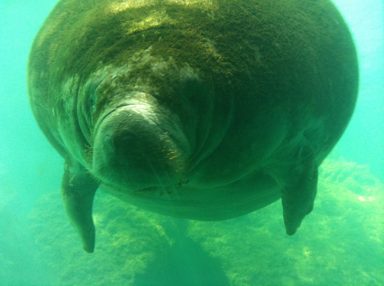 Jackpot! This is what it's all about at Homosassa Springs Wildlife State Park: a manatee spotting. These curious and endangered aquatic giants will sometimes swim right up to an underwater observation building at the state park.
