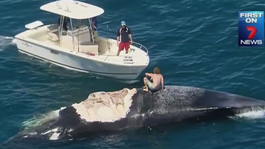 pkg australia man rides dead whale_00010830.jpg
