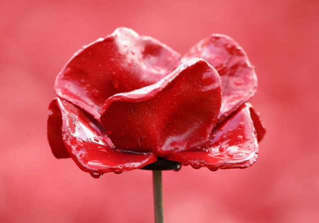 The poppy is worn in Britain to commemorate those who have fallen while fighting for the country.