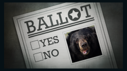 bear ballot Lead gfx