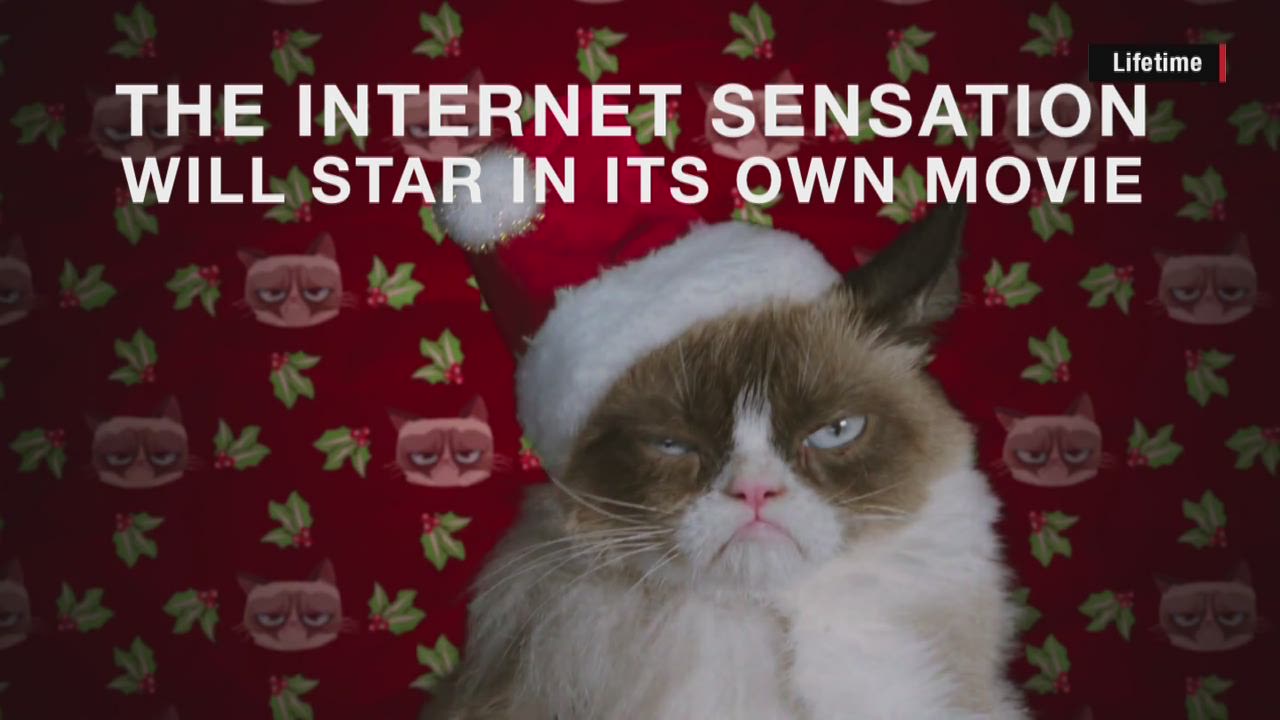 How Grumpy Cat went from feline obscurity to internet sensation