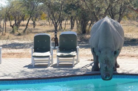 A <a href="http://ireport.cnn.com/docs/DOC-1112151">rhino takes a drink </a>from a pool at <a href="http://www.khamarhinosanctuary.org.bw/" target="_blank" target="_blank">Khama Rhino Sanctuary</a> in Serowe, Botswana. The sanctuary's wildlife project aims to save rhinoceroses.