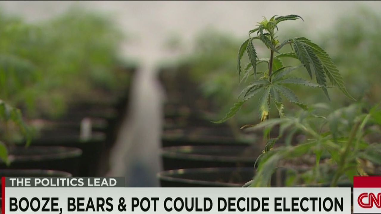 lead tapper dnt bears on the ballot _00020128.jpg