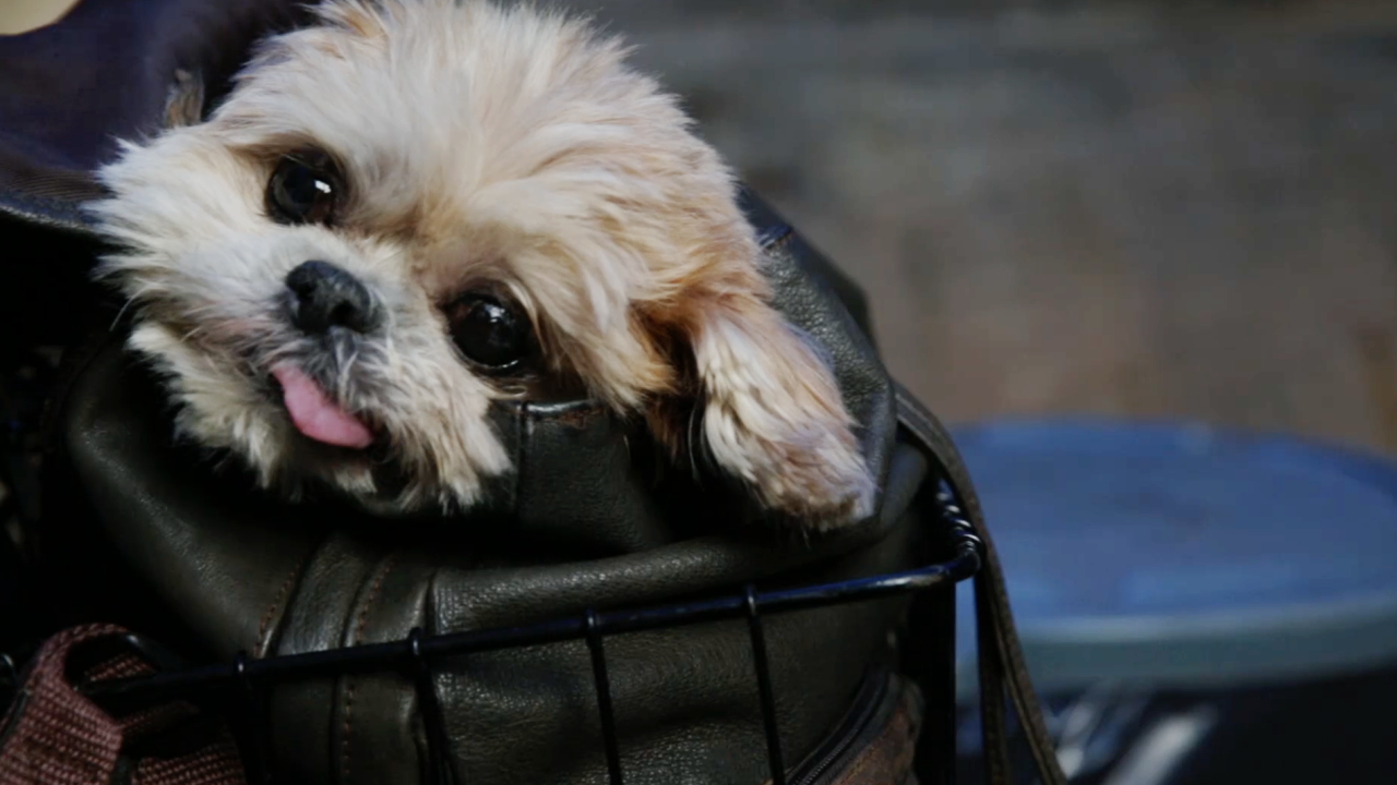 marnie the dog image for story 2