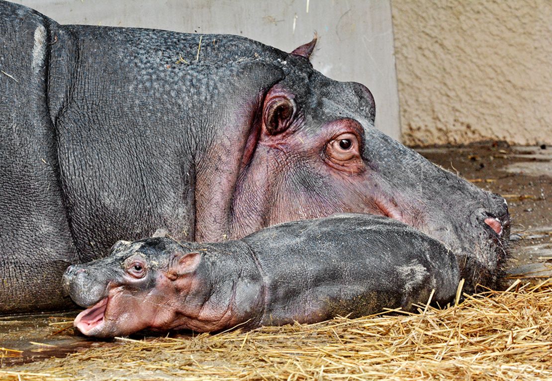 Mara the hippo gave birth to a calf at the Los Angeles Zoo on Friday.