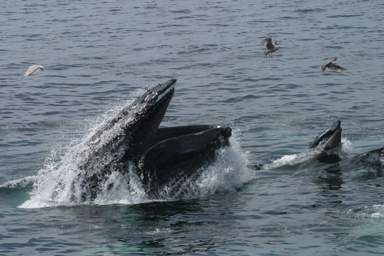 If you want to get closer to the whales, Dolphin Fleet Whale Watch has paired with the town's Center for Coastal Studies to offer whale watching trips with center-trained naturalists on board. 