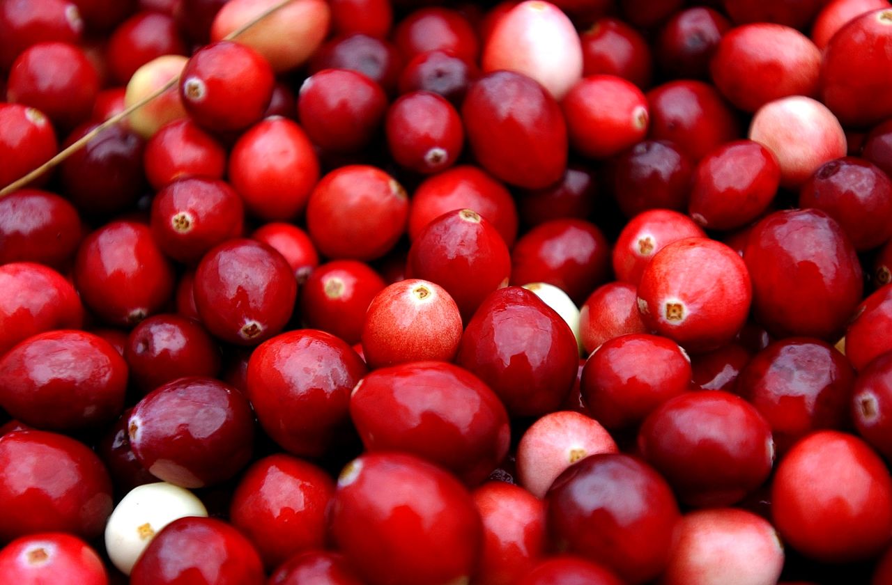 Locals and visitors alike are welcome to harvest up to one gallon per day of cranberries and other allowed fruits and berries on Cape Cod National Seashore, allowed as a traditional use of the 44,600-acre protected area. 